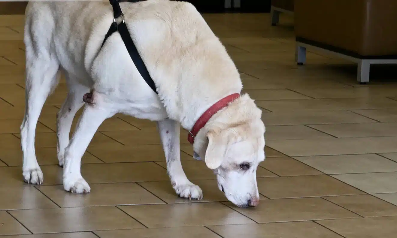 inspection canine pour punaises de lit